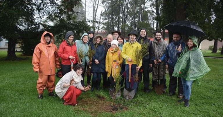 Estudiantes de la UACh plantaron 300 árboles en campus de Valdivia